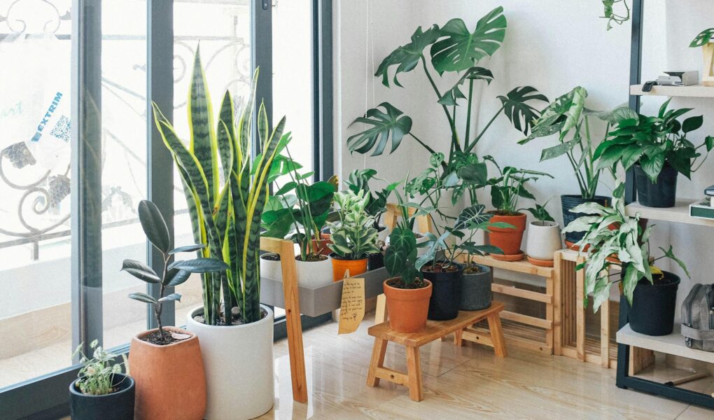 best indoor plants for purifying