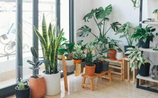 best indoor plants for purifying