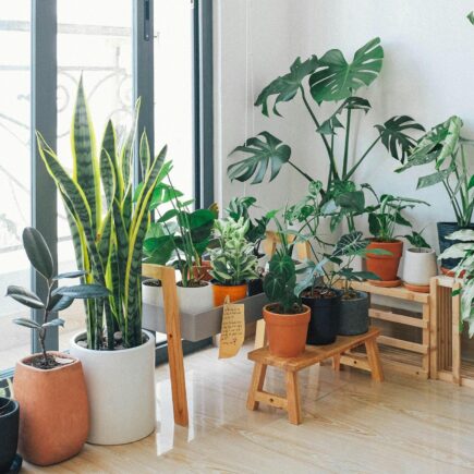 best indoor plants for purifying