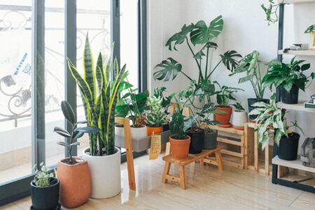 best indoor plants for purifying